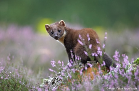 Pine marten